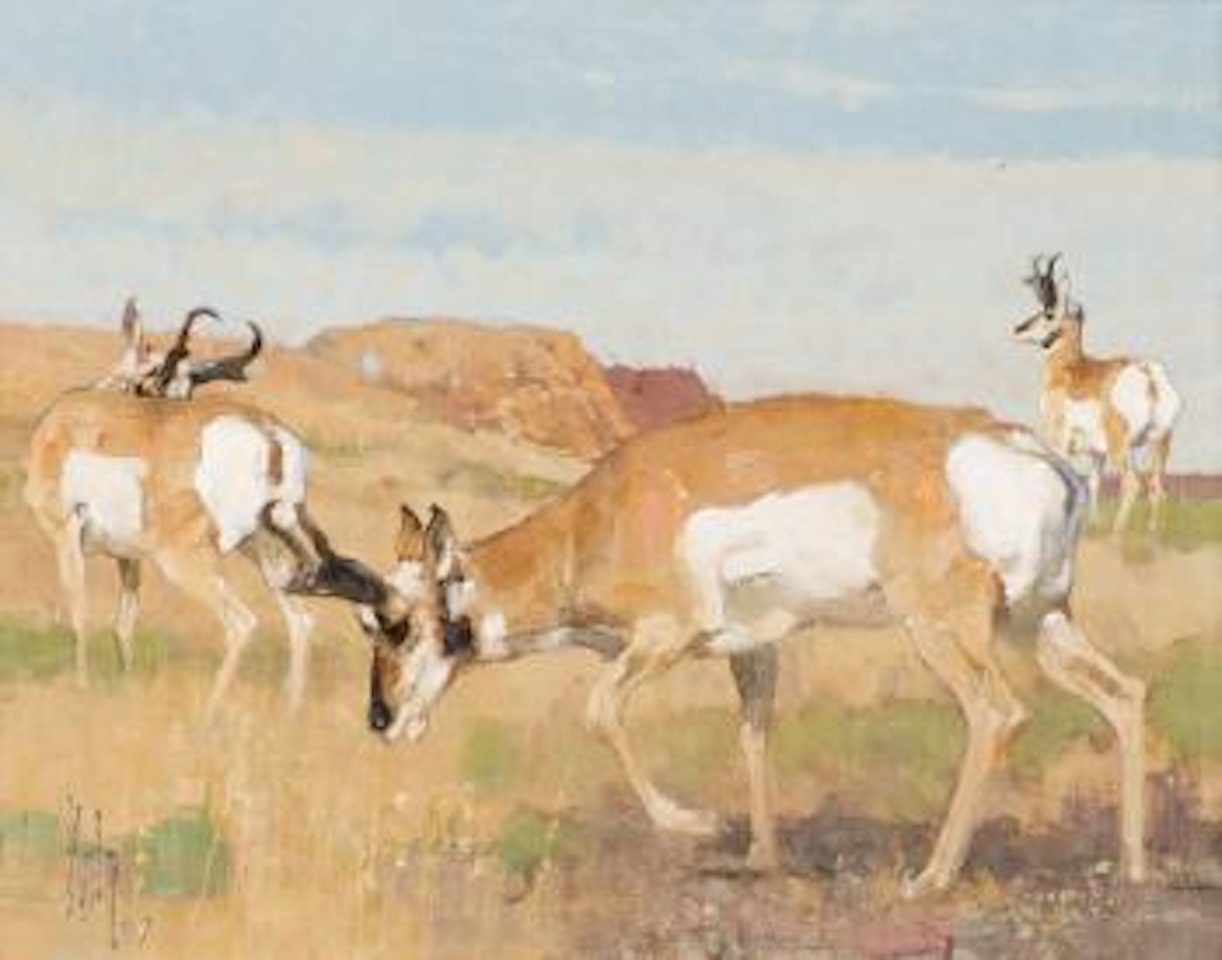 Summer Range - Pronghorns by Bob Kuhn
