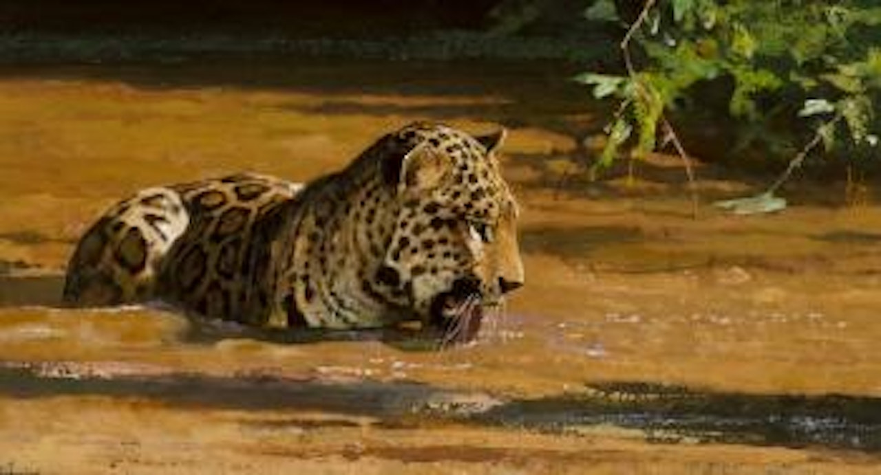 In the Drink by Bob Kuhn