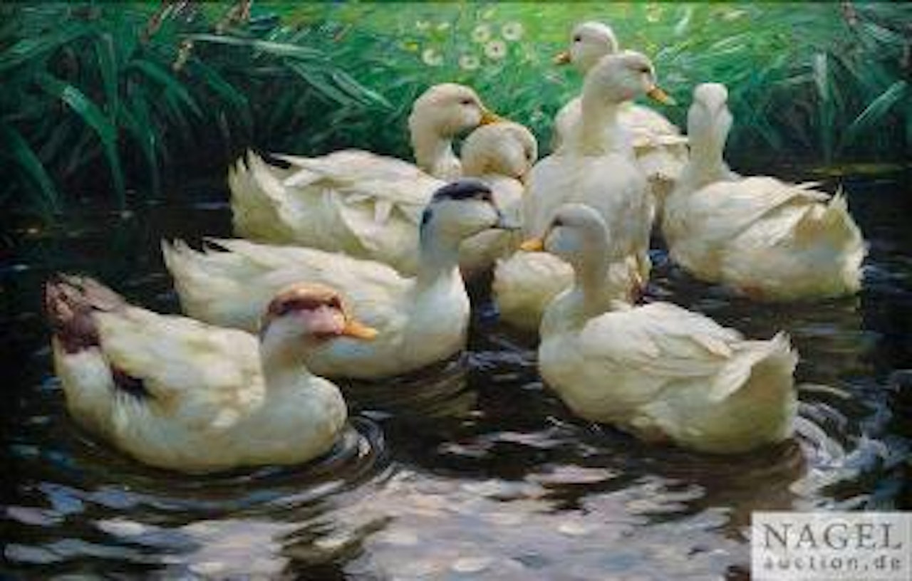 Acht Weiße Enten im Wasser by Alexander Koester