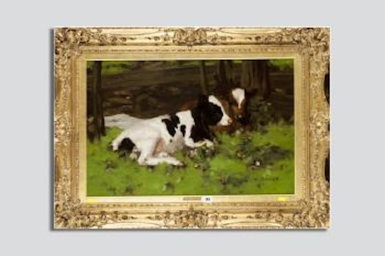 Two calves resting beneath some trees by David Gauld