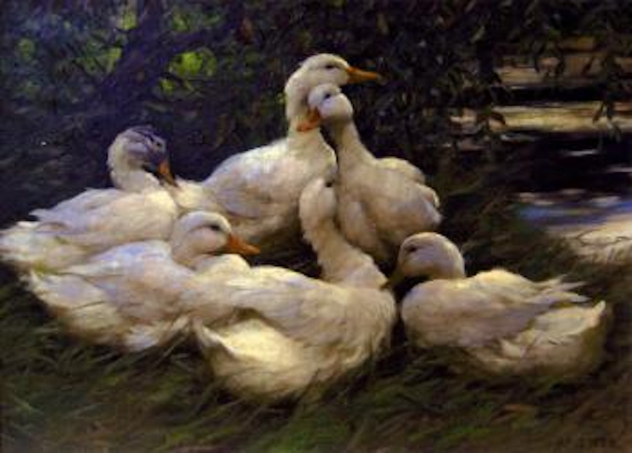 6 Enten im Schilf by Alexander Koester