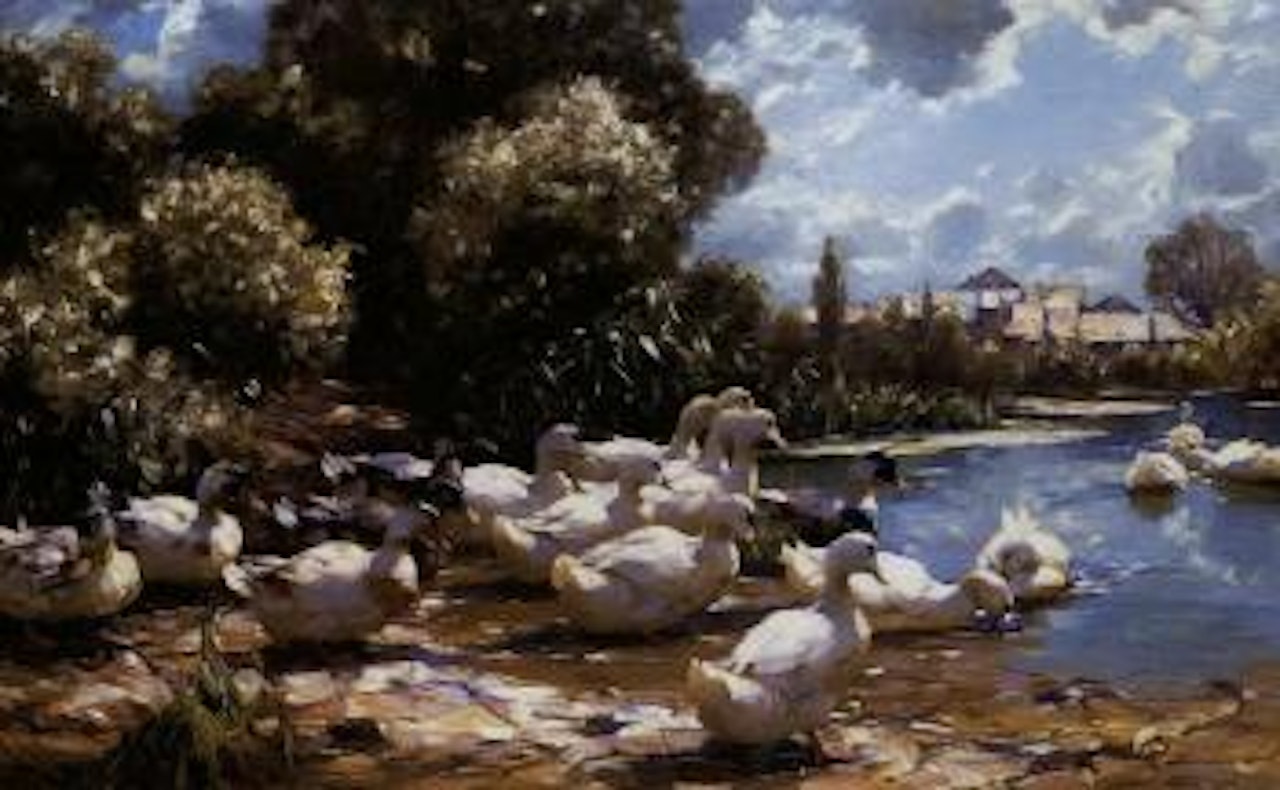 Mid day swim by Alexander Koester