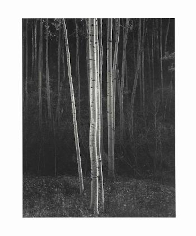 Aspens, Northern New Mexico by Ansel Adams