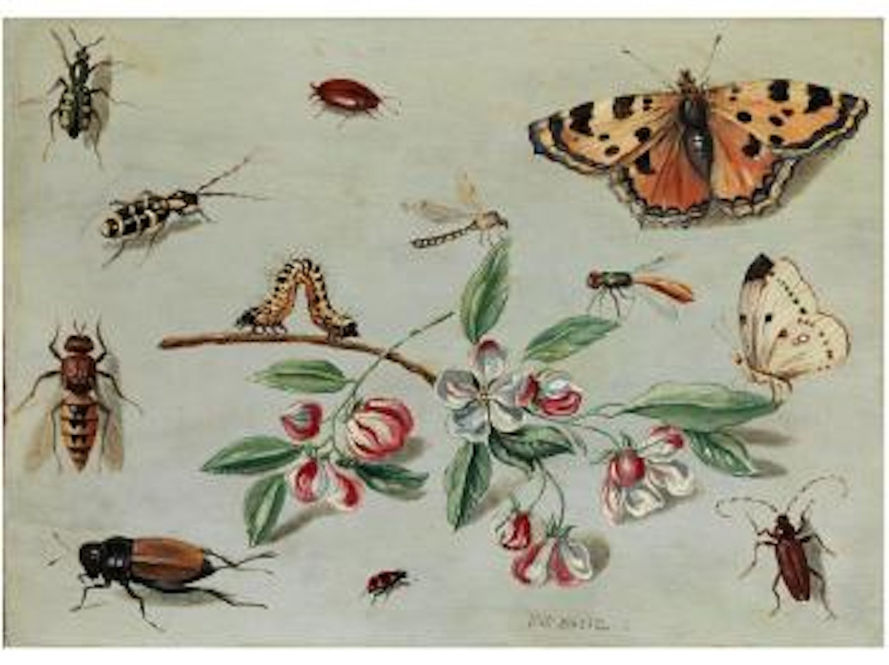 Schmetterlinge, Käfer, Raupe und Blumenzweig by Jan Van Kessel The Elder