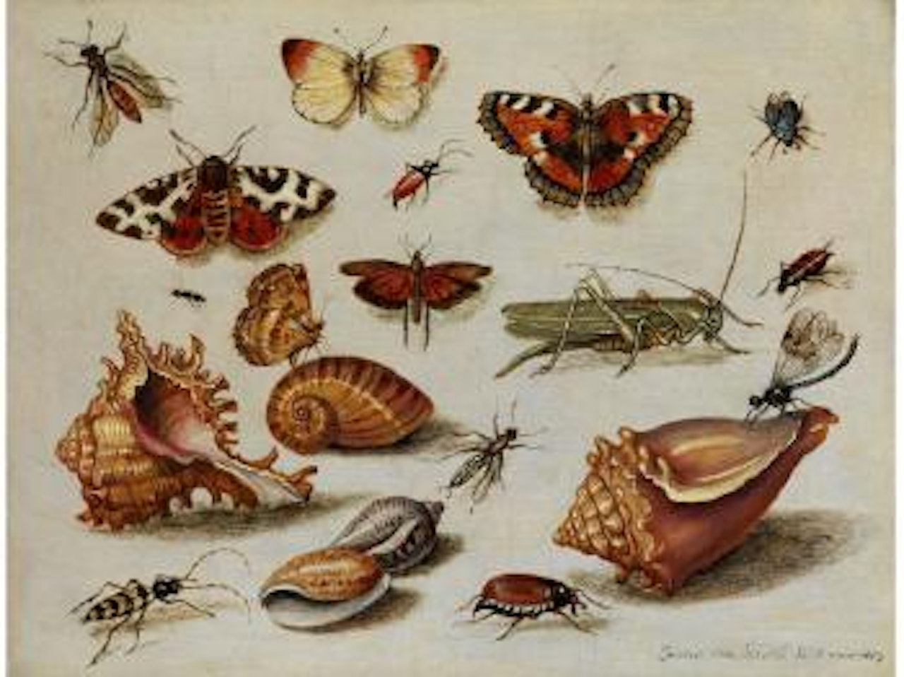Insekten, Muscheln und Blüten by Jan Van Kessel The Elder