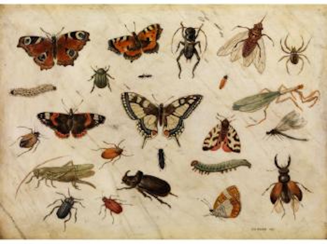 Stilleben mit Schmetterlingen, Käfern und Raupen by Jan Van Kessel The Elder