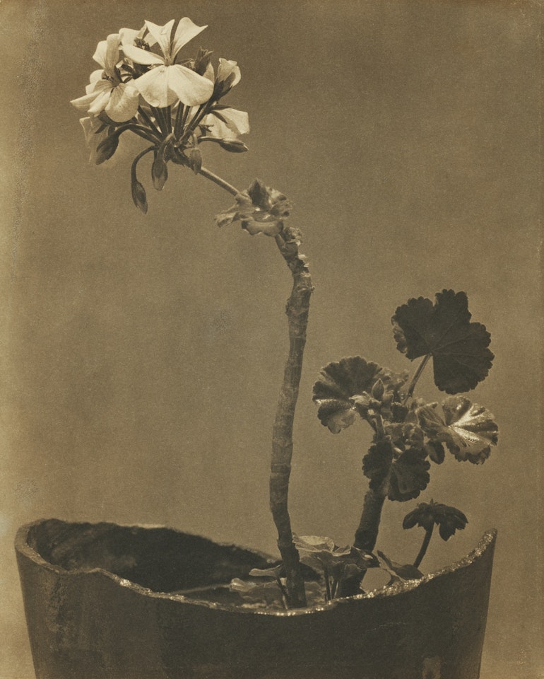 GERANIO by Tina Modotti