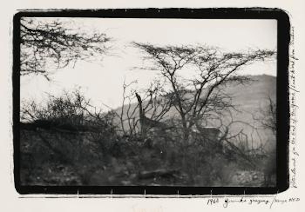 Gerenuks Grazing, Kenya N. F. D. by Peter Beard