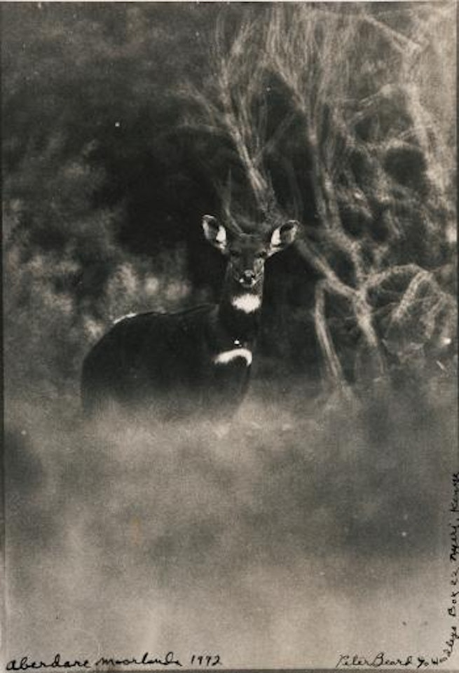 Aberdare Moorlands by Peter Beard
