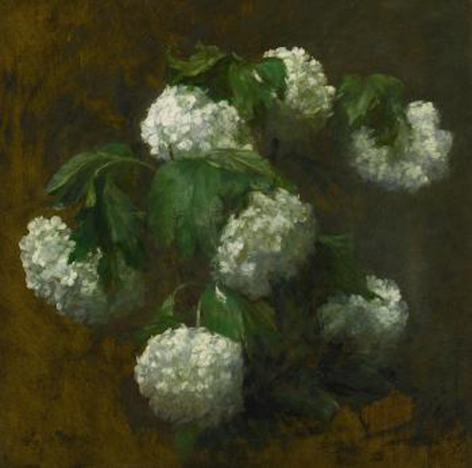 White Hydrangeas by Victoria Fantin-Latour
