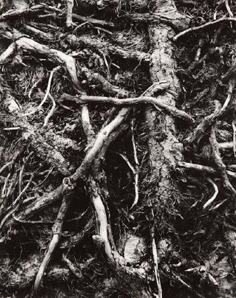 Roots, Gondeville (France) by Paul Strand