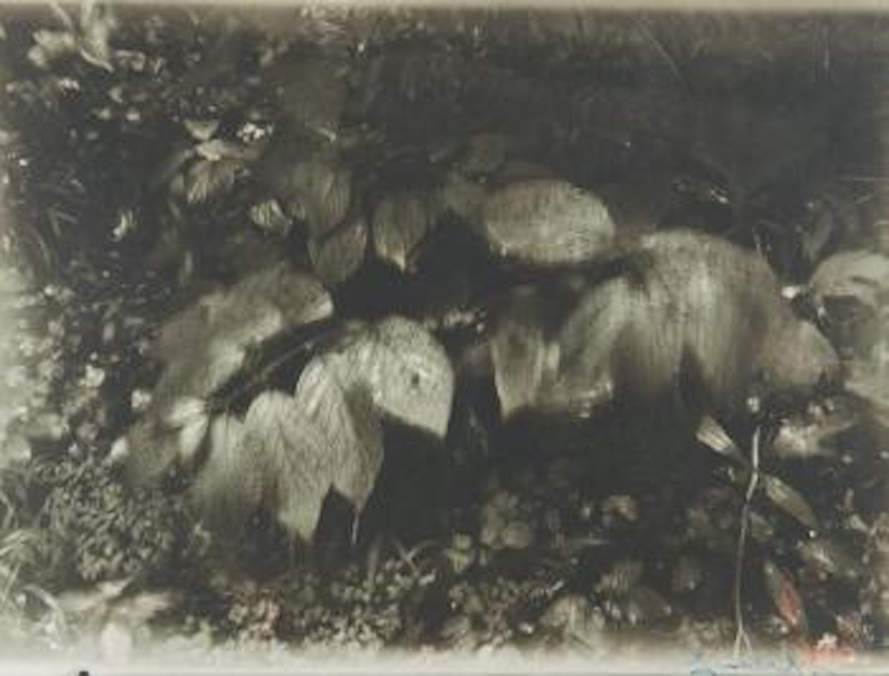 Feuillages by Josef Sudek