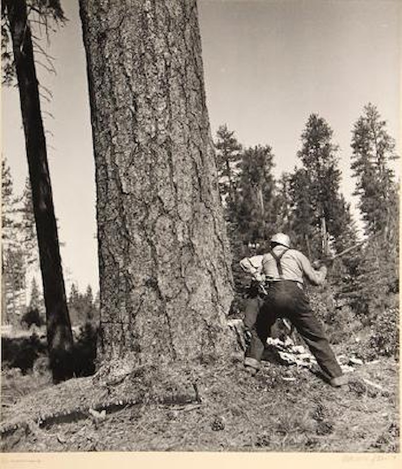 Cutting Trees, from Red River Lumber Co. by Berenice Abbott