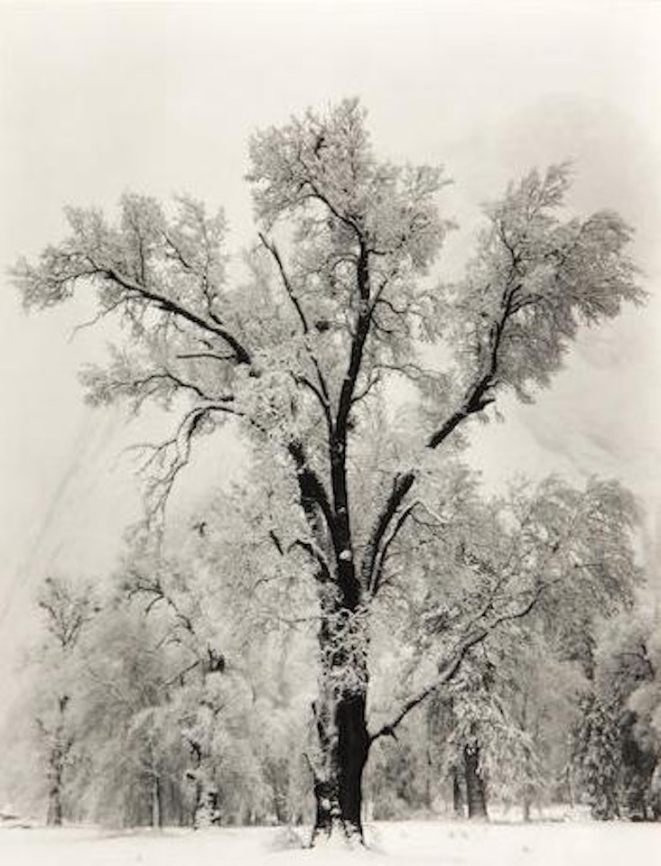 Oak Tree, Snowstorm, from Views of America by Ansel Adams