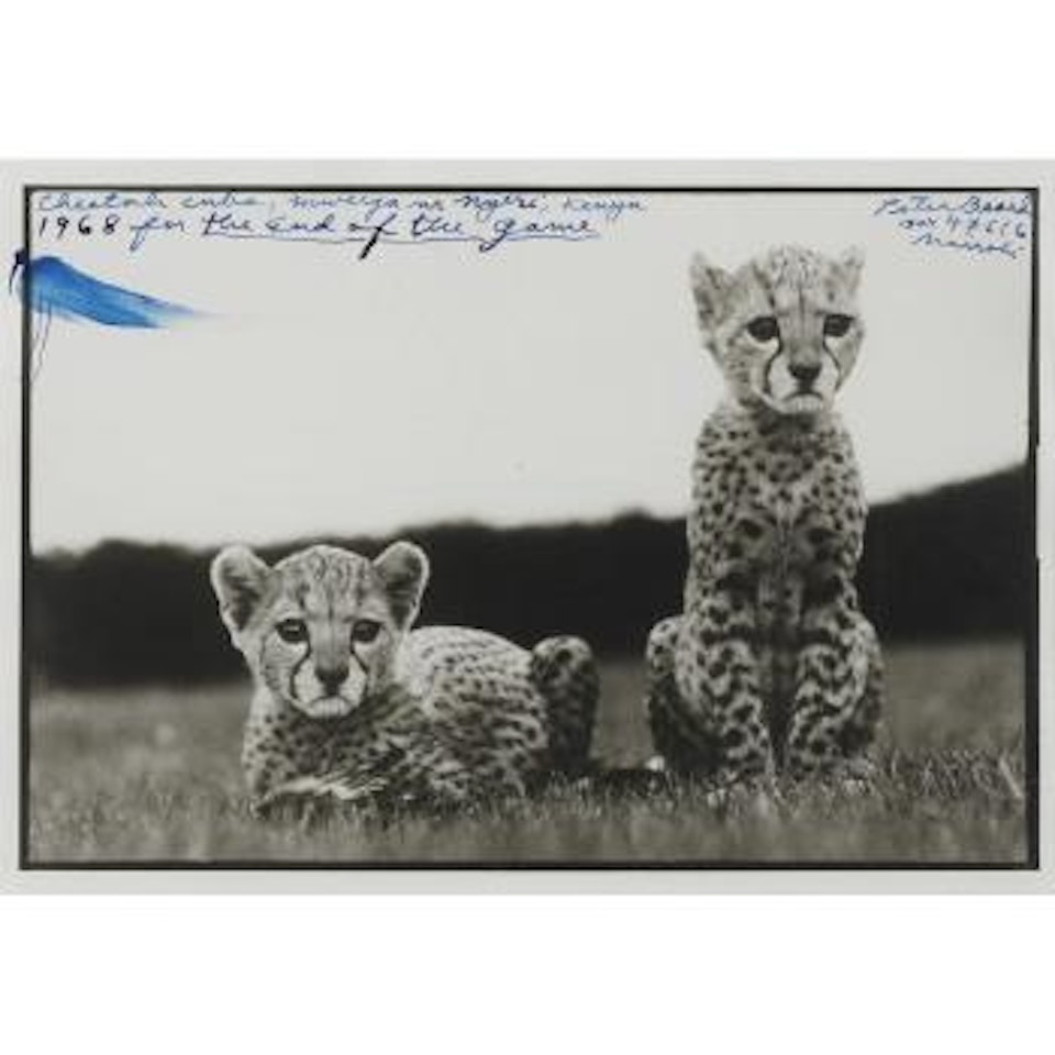 Orphaned Cheetah Cubs, Mweiga National Park, Kenya, for the end of the game by Peter Beard
