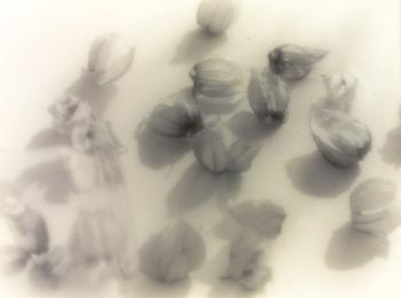 Étude de physalis by Florence Henri