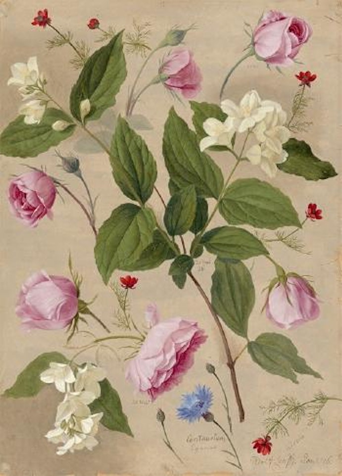 Rosen, Kornblume, Jasmin und Adonisröschen by Adolf Senff