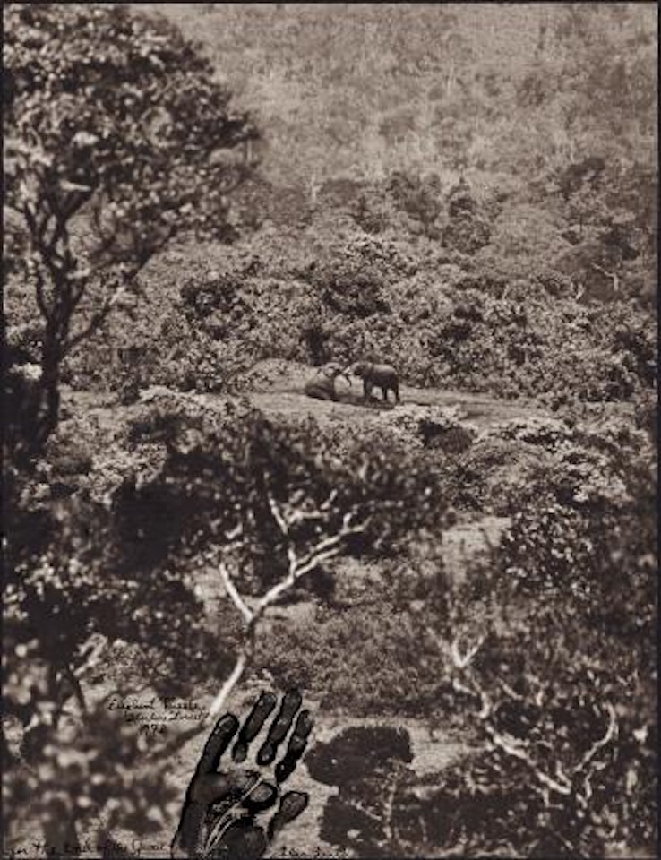 Elephant Tussle, Aberdare Forest by Peter Beard
