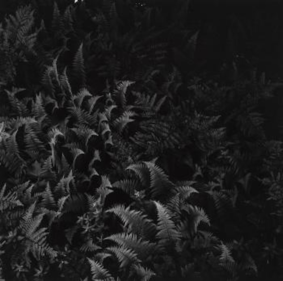 Woods, Maine by Harry Callahan