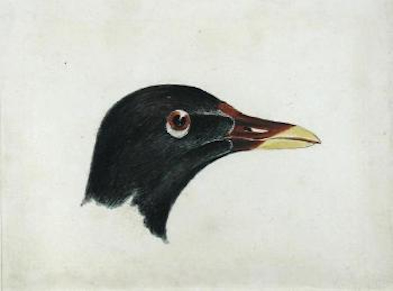 Study of the head of a Moorhen by Joseph Mallord William Turner