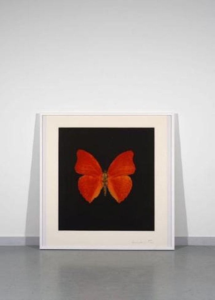 Orange big butterfly by Damien Hirst