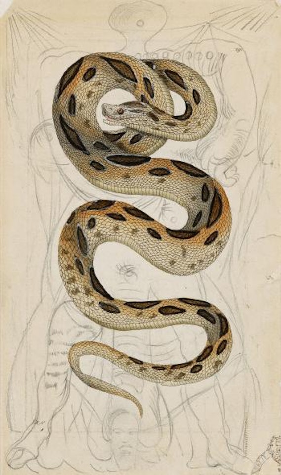 Lénine au serpent by Salvador Dali