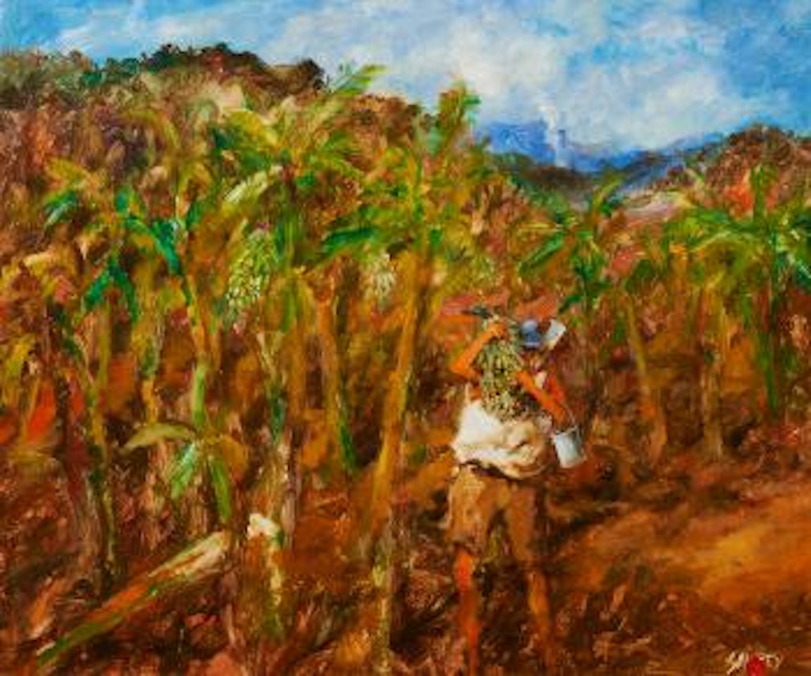 The banana patch, Buderim, Queensland by Hugh Sawrey