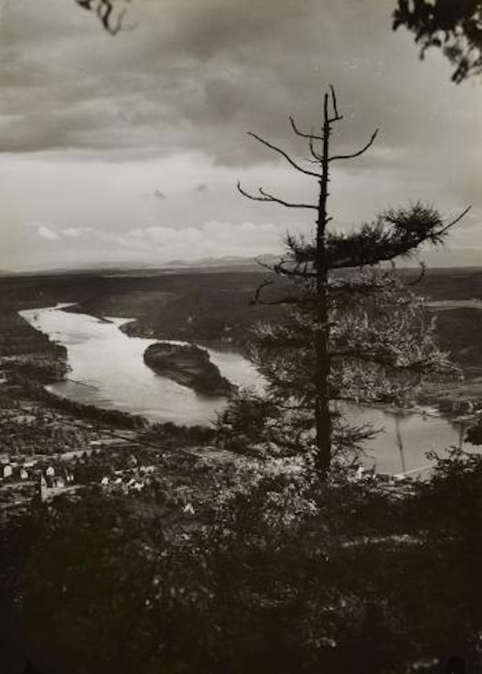 Lärche auf der Wolkenburg by August Sander