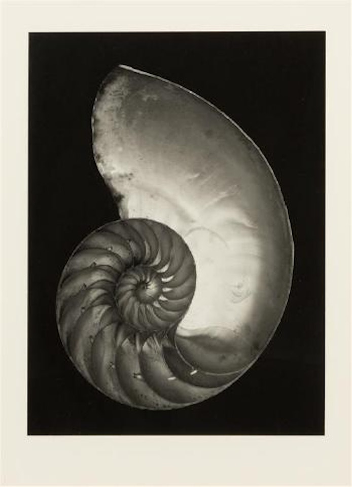 Nautalus Shell by Edward Weston