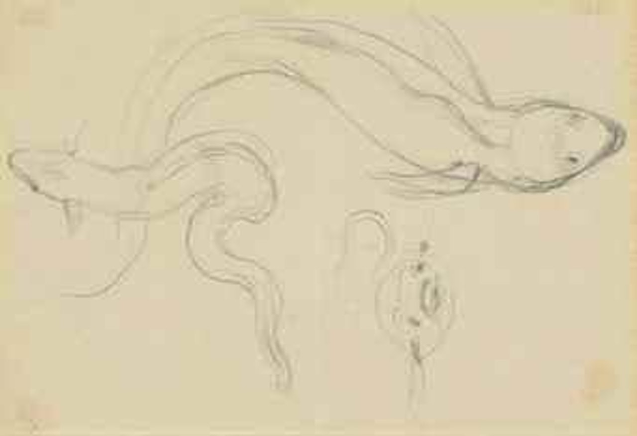 Study of gurnards, possibly for 'The Sea Nymph' by Edward Coley Burne-Jones