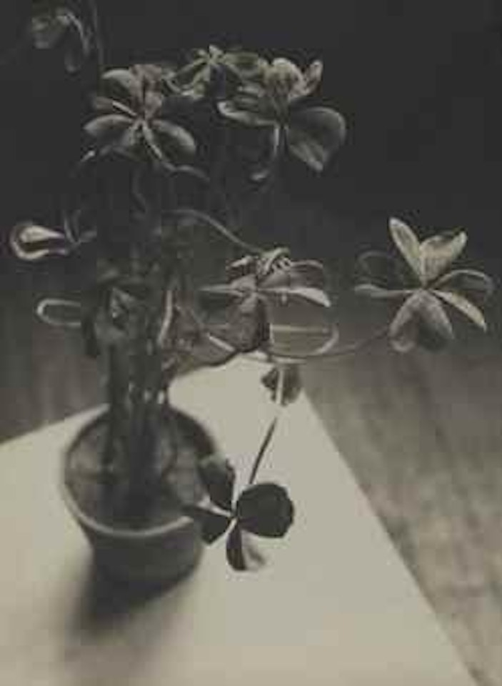 Sans Titre (Trèfle à Quatre Feuilles) by André Kertész