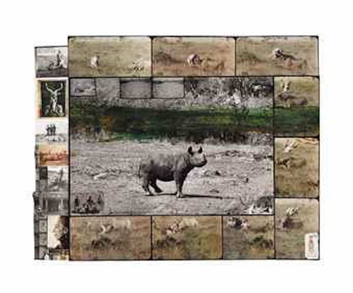 Rhino by Peter Beard