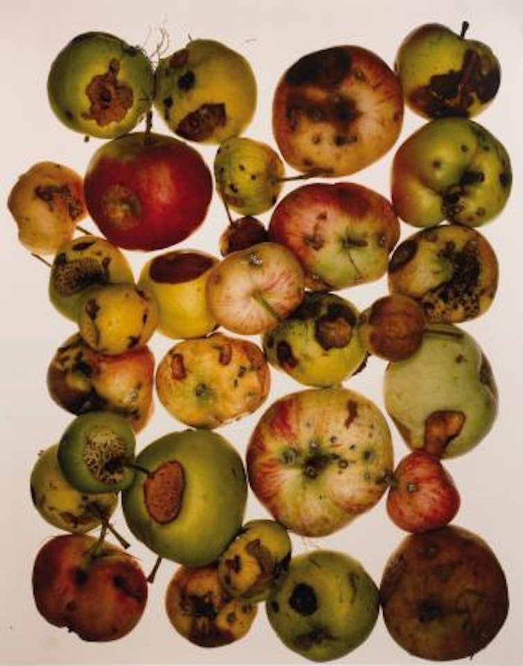 Red Apples, New York by Irving Penn