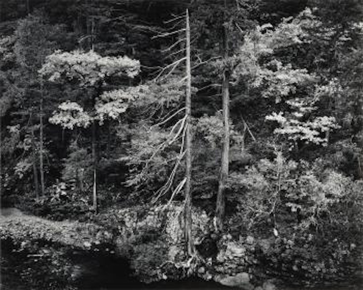Forest And Stream, Northern California by Ansel Adams