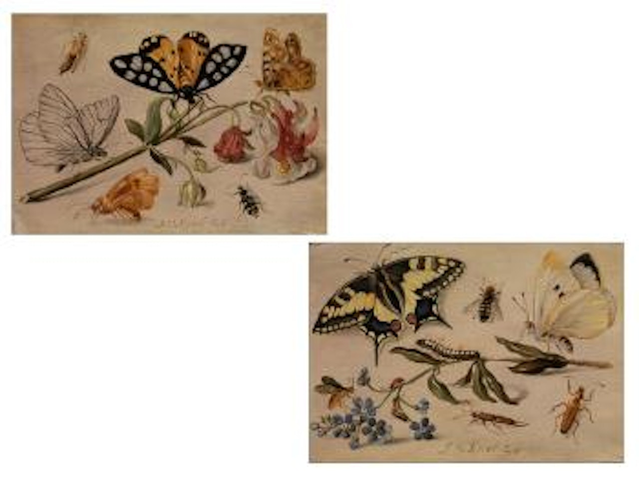 Stillleben mit Insekten und Akelei. Stillleben mit Insekten und Vergissmeinnicht by Jan Van Kessel The Elder