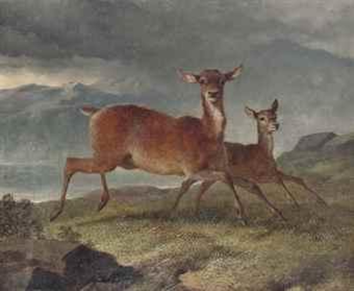 Red hind and calf by John Frederick Herring