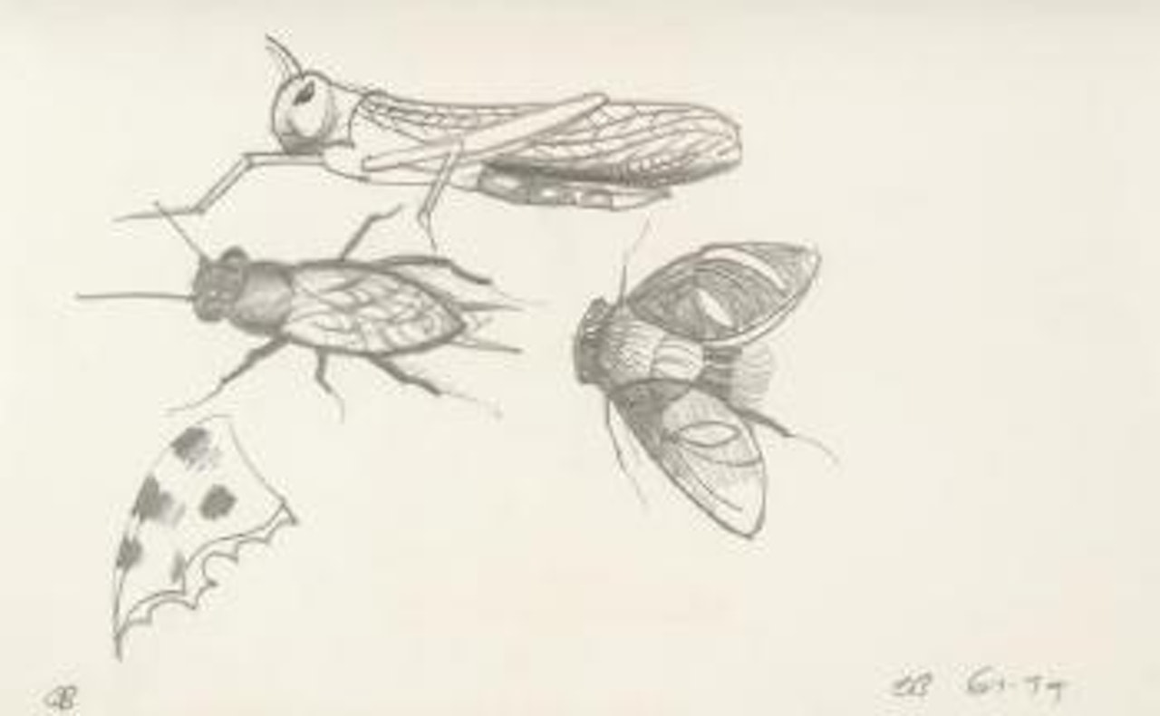 Insects by Charles Blackman