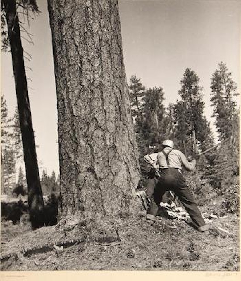Cutting Trees, From Red River Lumber Co. by Berenice Abbott
