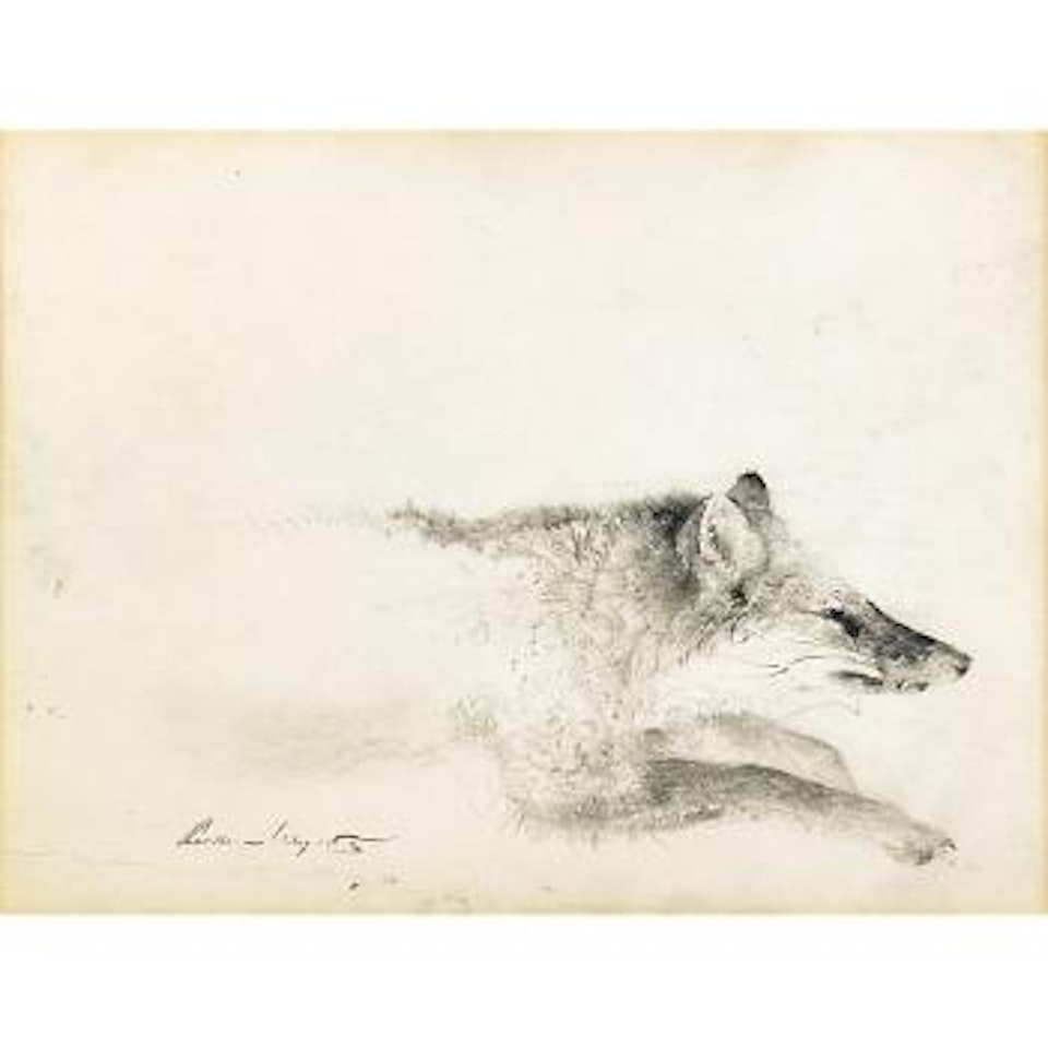 Fox by Andrew Wyeth