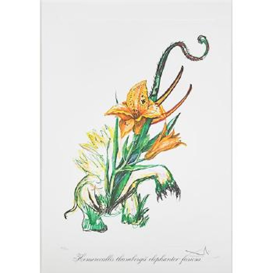 Elephant Lily From Florals by Salvador Dali