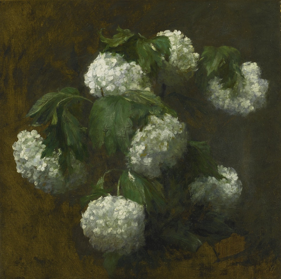WHITE HYDRANGEAS by Victoria Fantin-Latour