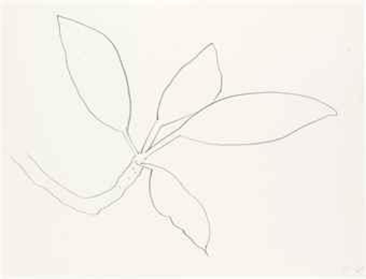 Leaves by Ellsworth Kelly