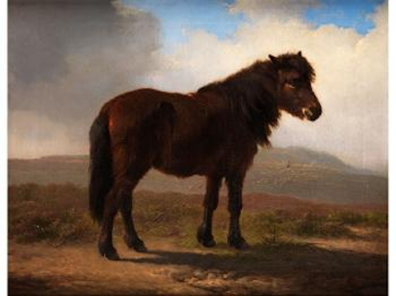 Shetlandpony by Eugène Joseph Verboeckhoven