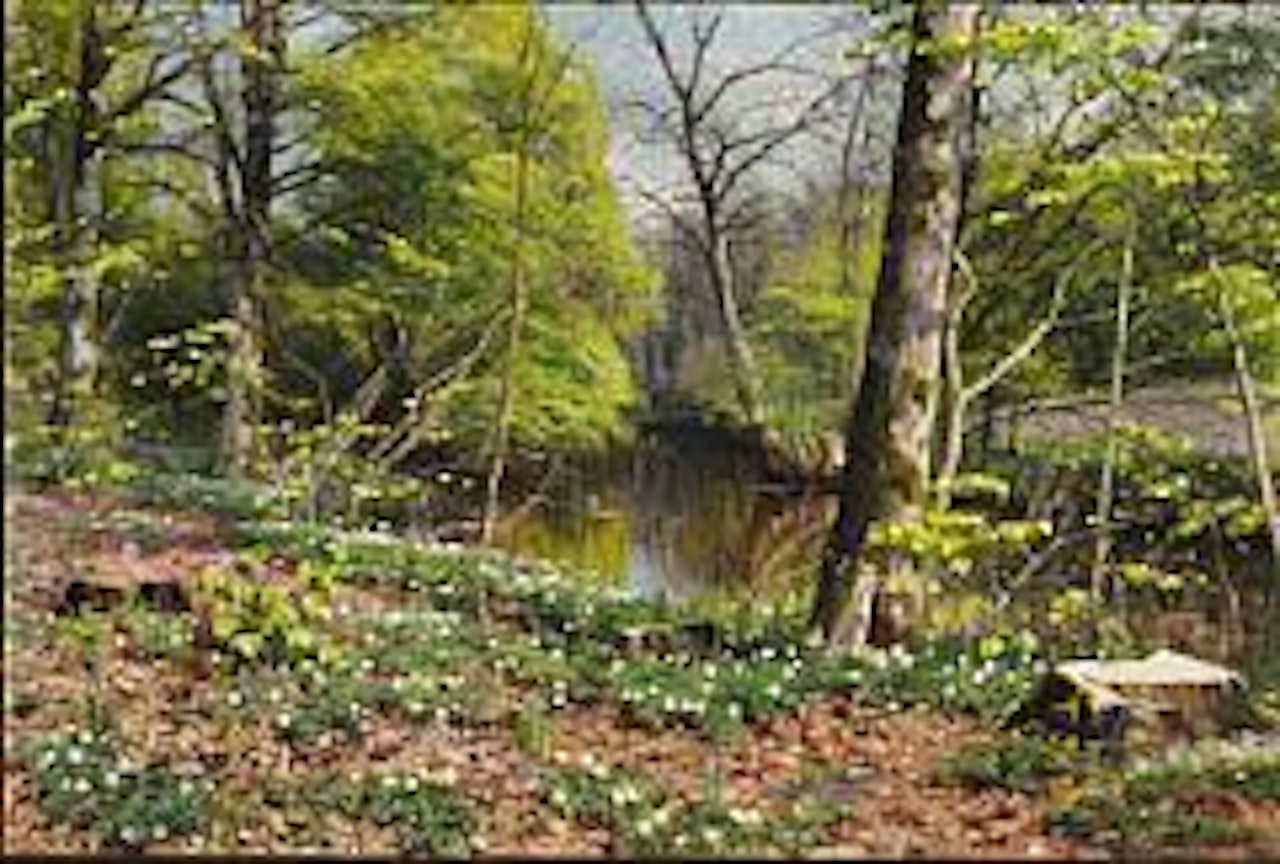 Blooming anemones in the forest floor next to a stream by Peder Mork Monsted
