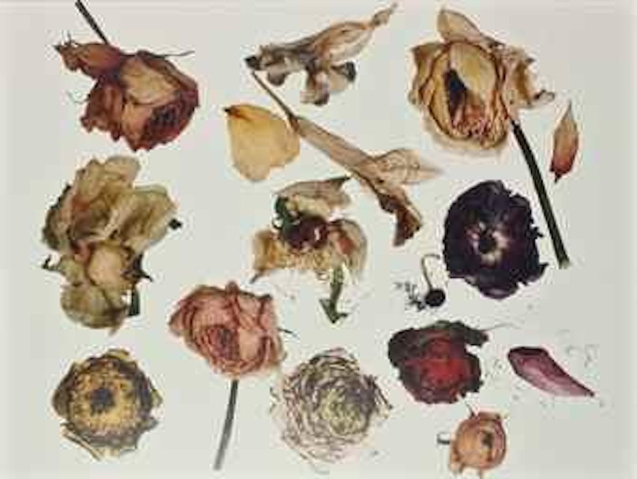 Rose, Ranunculus, Dutch Iris, New York by Irving Penn