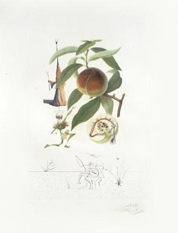 Penitent Peach Tree (Pêcher Pénitent), from Flordali (Les Fruits) (Michler & Löpsinger 348) by Salvador Dali