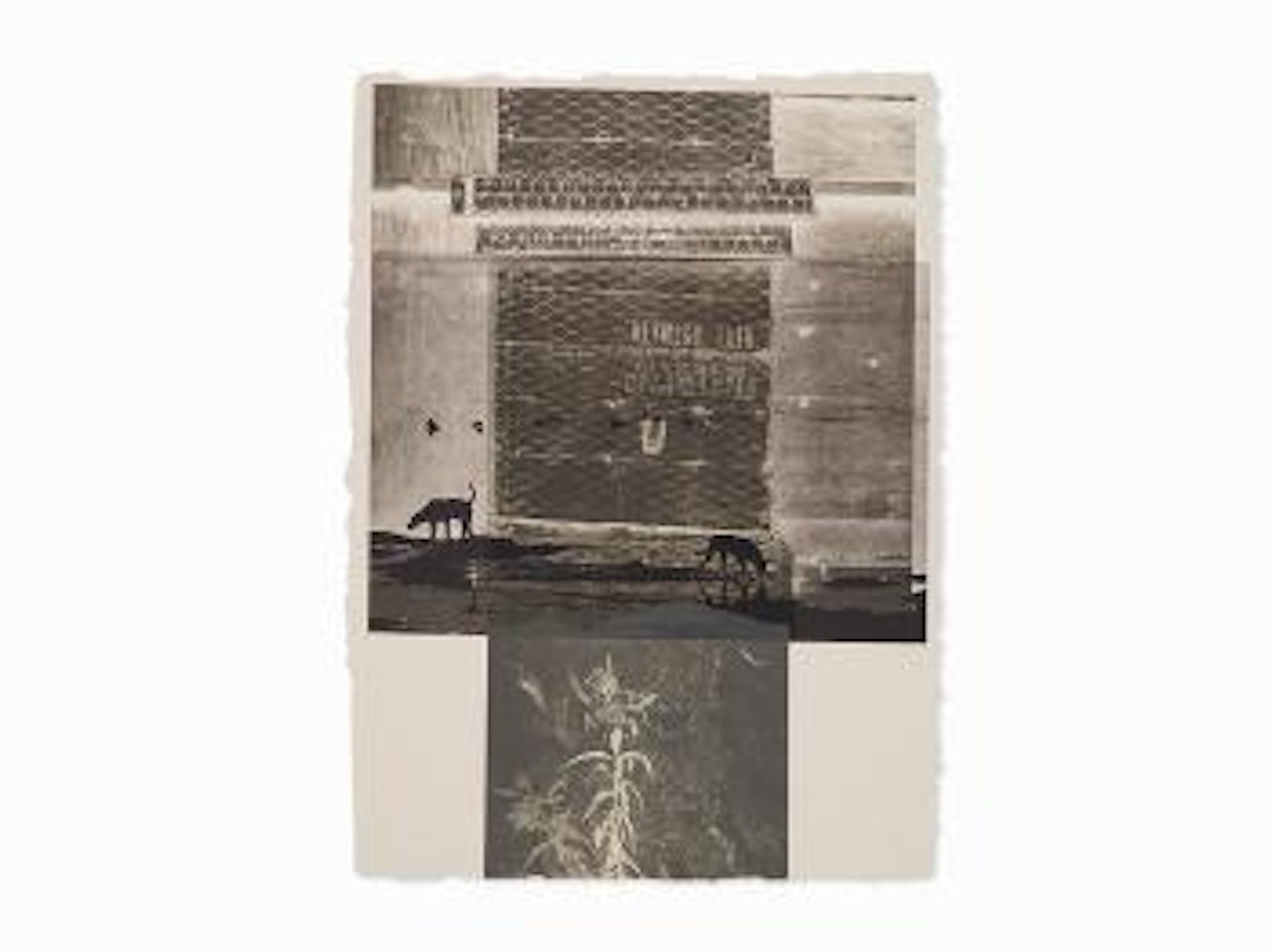 Lily Scent by Robert Rauschenberg