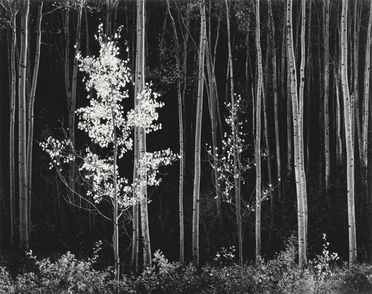 ASPENS, NORTHERN NEW MEXICO by Ansel Adams
