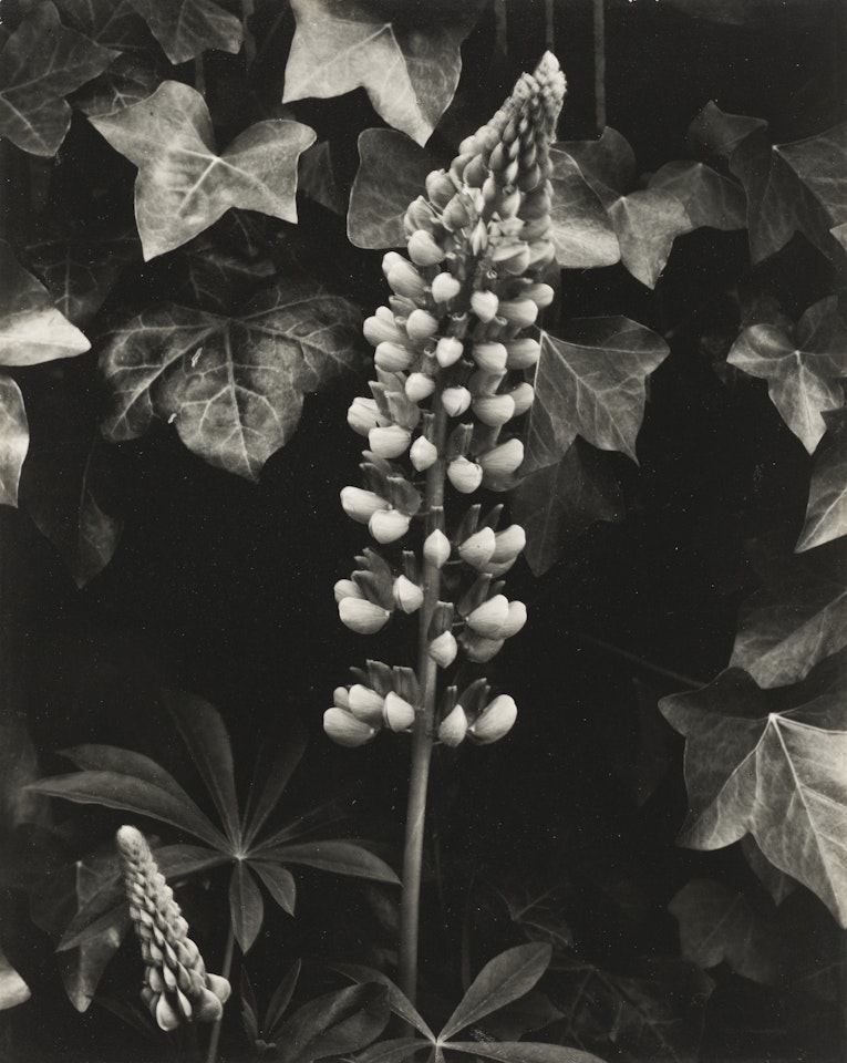 LUPIN, THE GARDEN, ORGEVAL' by Paul Strand