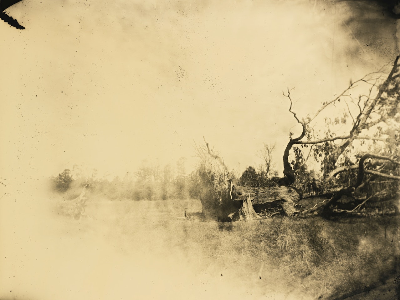 UNTITLED (DEEP SOUTH #06) by Sally Mann